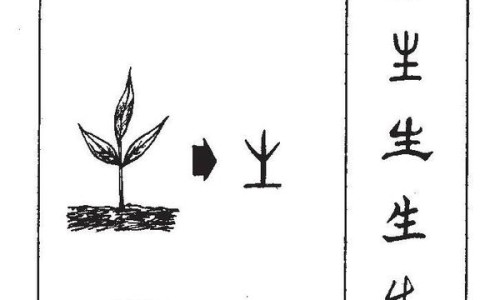 扁黑豆的功效与作用及禁忌-扁黑豆的功效与作用-专业黑扁豆的七大功效平台-黑扁豆的七大功效